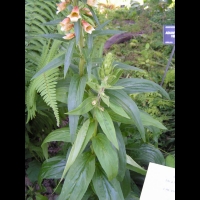 Digitale - Digitalis Laevigata (11)